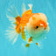 A Grade Red White Oranda Male 6 inches #081426OR_10