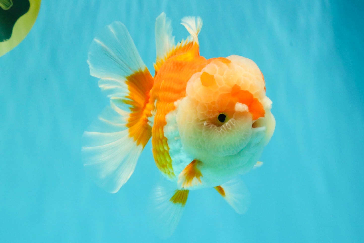 A Grade Red White Oranda Male 6 inches #081426OR_10