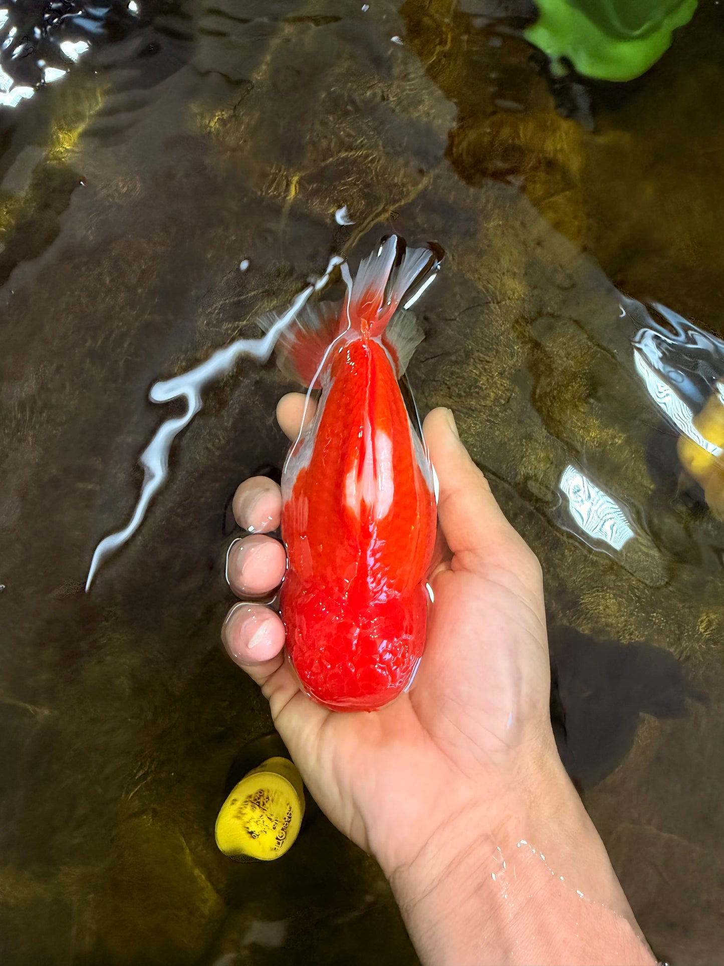 SHOW GRADE Godzilla Red White Yuanbao Male 5.5 inches #101025YB_27