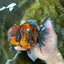 AAA Grade Godzilla Tiger Oranda Female 6.5 inches #081525OR_12