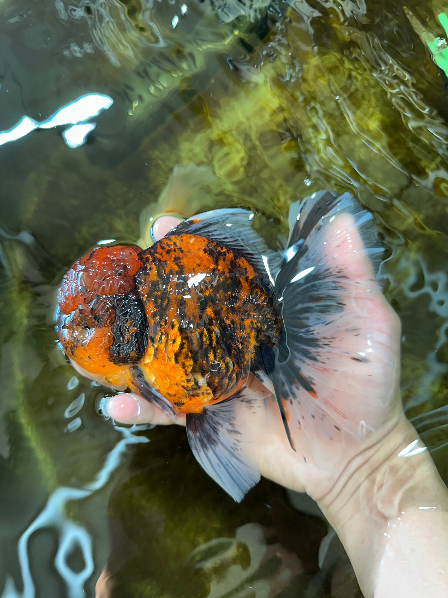 AAA Grade Godzilla Tiger Oranda Female 6.5 inches #081525OR_12