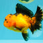 HEART A Grade Apache Oranda Female 6-6.5 inches #032026OR_06