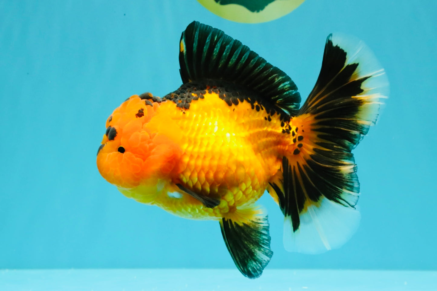 HEART A Grade Apache Oranda Female 6-6.5 inches #032026OR_06