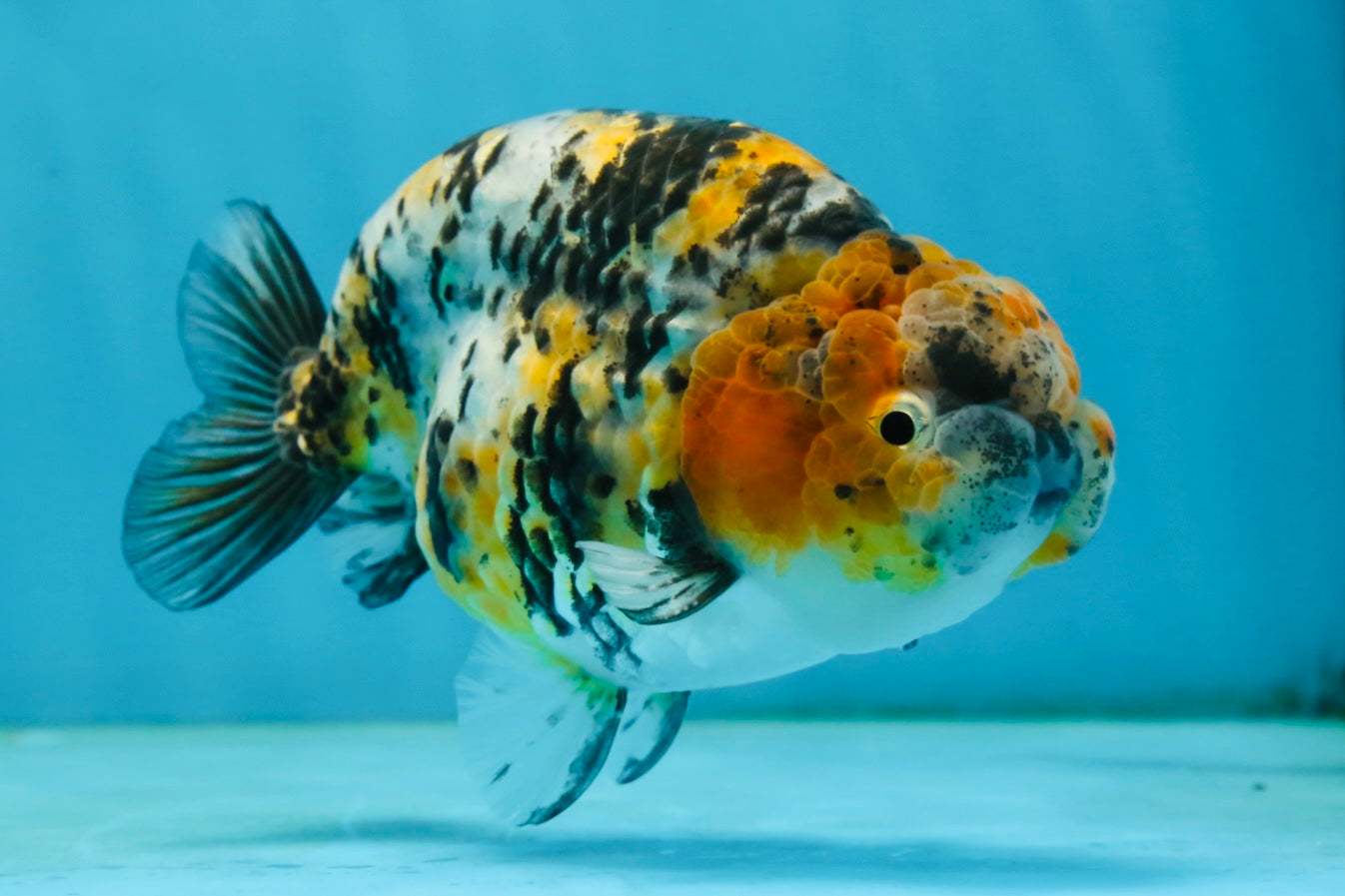 A Grade Tricolor Tiger LionKing 4.5-5 inches #062725LC_02