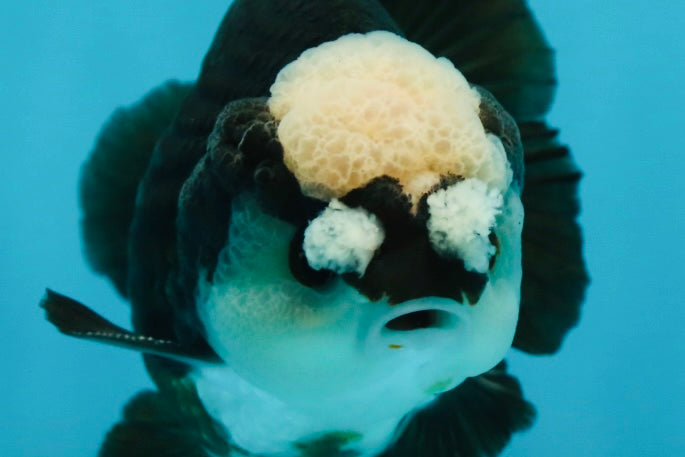 A Grade Jade Head Pompom Panda Button Eyes Yuanbao Male 4 inches #050925YB_29