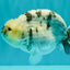AAA Grade White Tiger Blue Base Ranchu Female 4.5 inches #062626RC_10