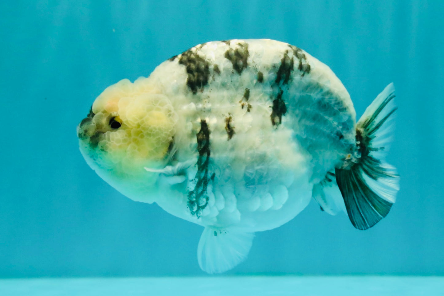 AAA Grade White Tiger Blue Base Ranchu Female 4.5 inches #062626RC_10