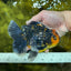 A Grade Kirin Tiger Oranda Female 5.5-6 inches #050925OR_32