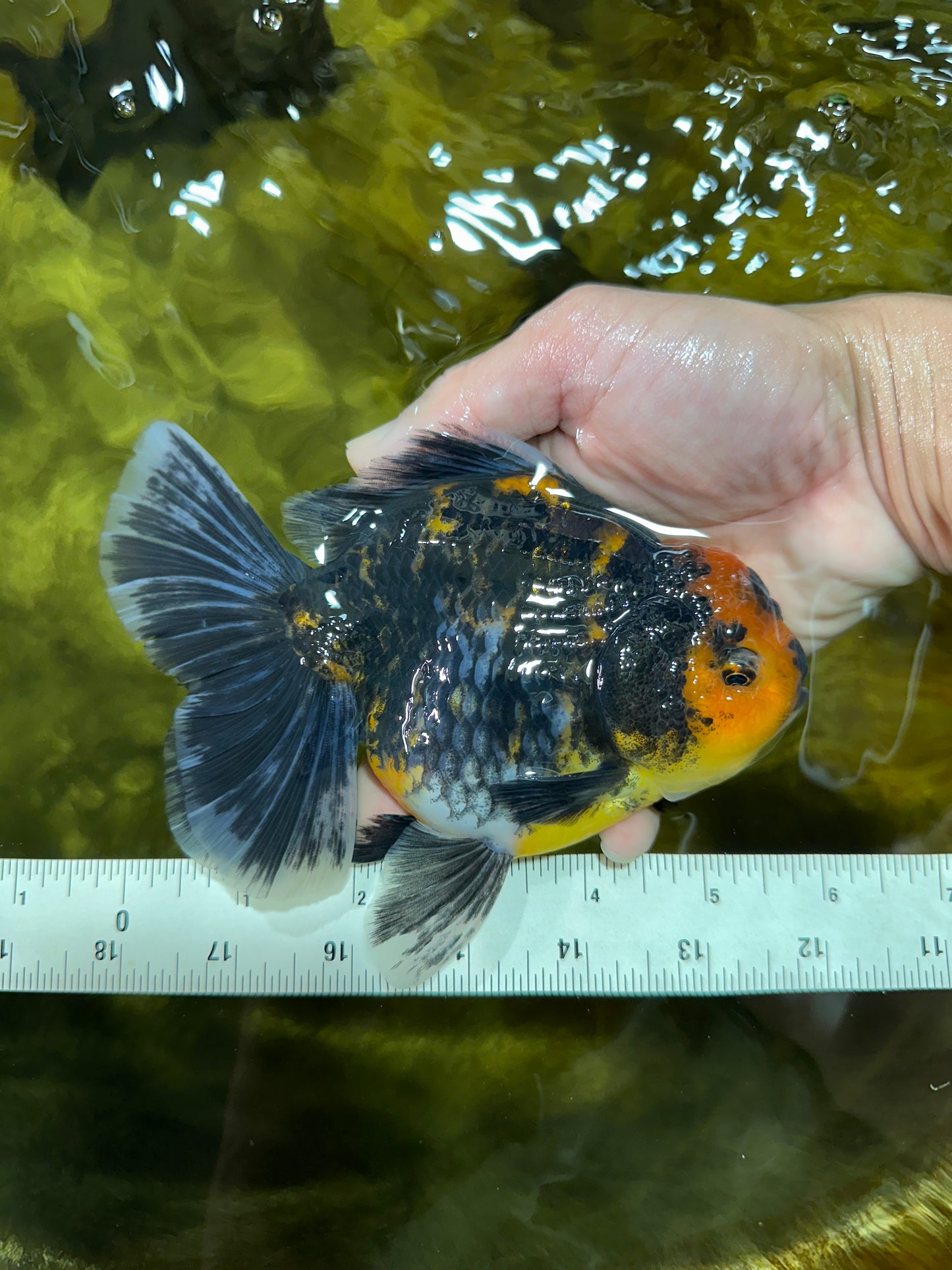 A Grade Kirin Tiger Oranda Female 5.5-6 inches #050925OR_32