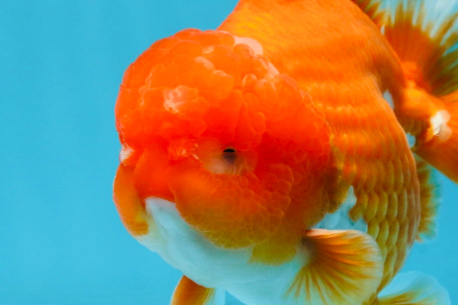 SHOW GRADE Godzilla Red White Yuanbao Male 5-5.5 inches #101725YB_999