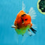 A Grade FANCY Sakura Oranda Male 6 inches #072525OR_16