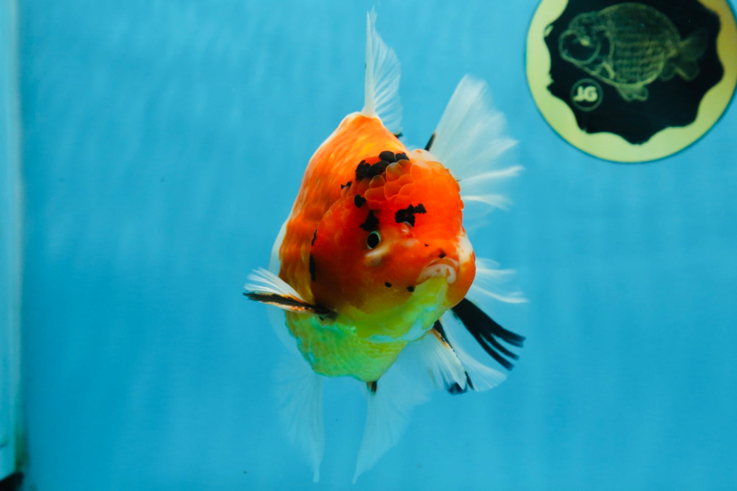 A Grade FANCY Sakura Oranda Male 6 inches #072525OR_16