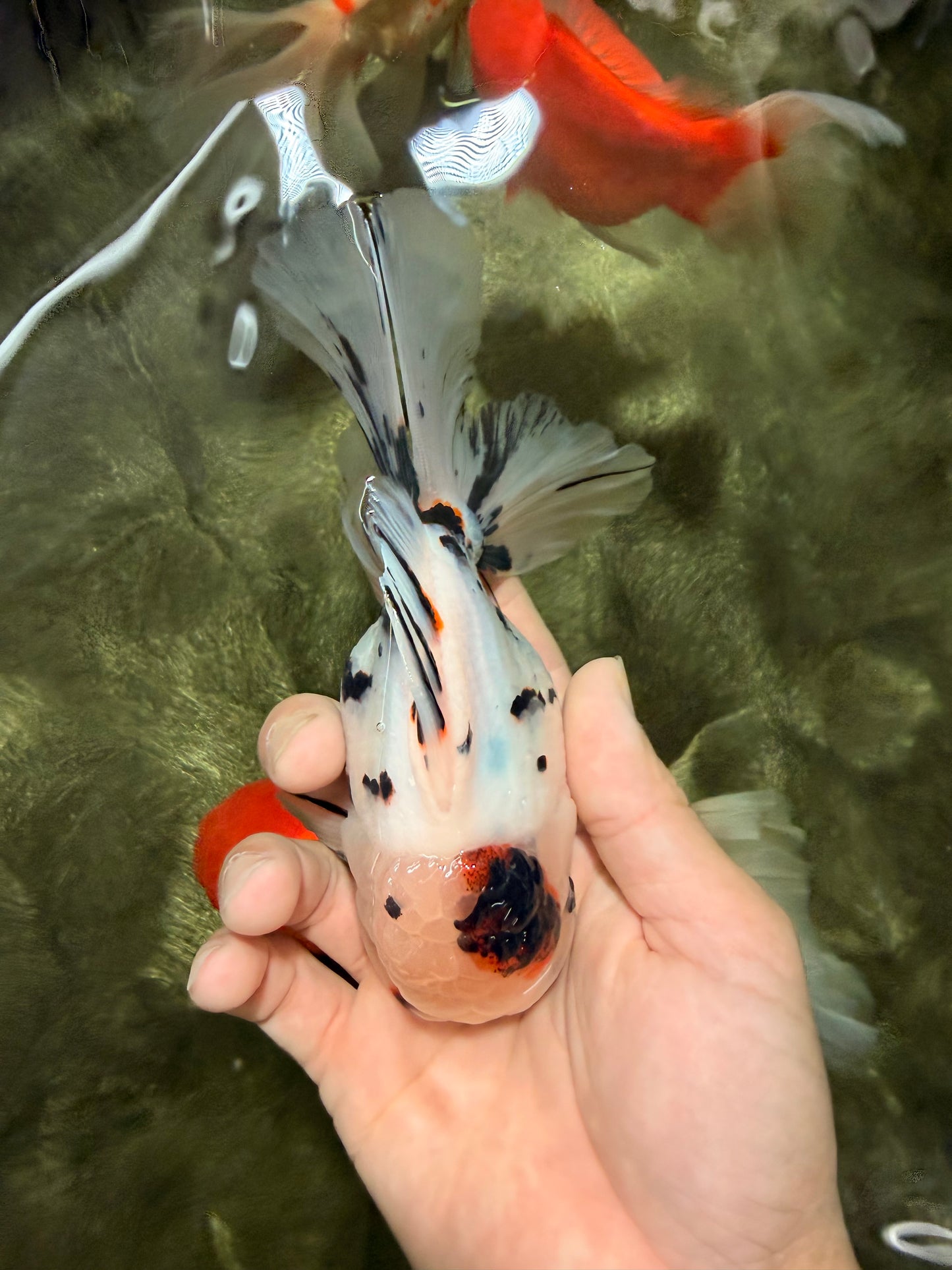 AAA Grade White Tiger Oranda Male 5.5 inches #062626OR_35