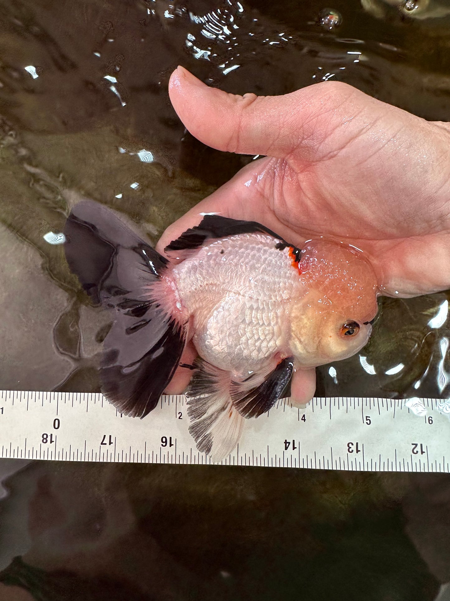 Tricolor Oranda Male 5 inches #051625OR_22