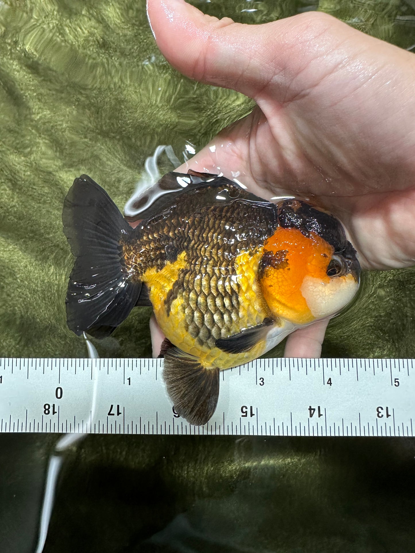 A Grade Tricolor Yuanbao Male 4.5 inches #112224YB_34