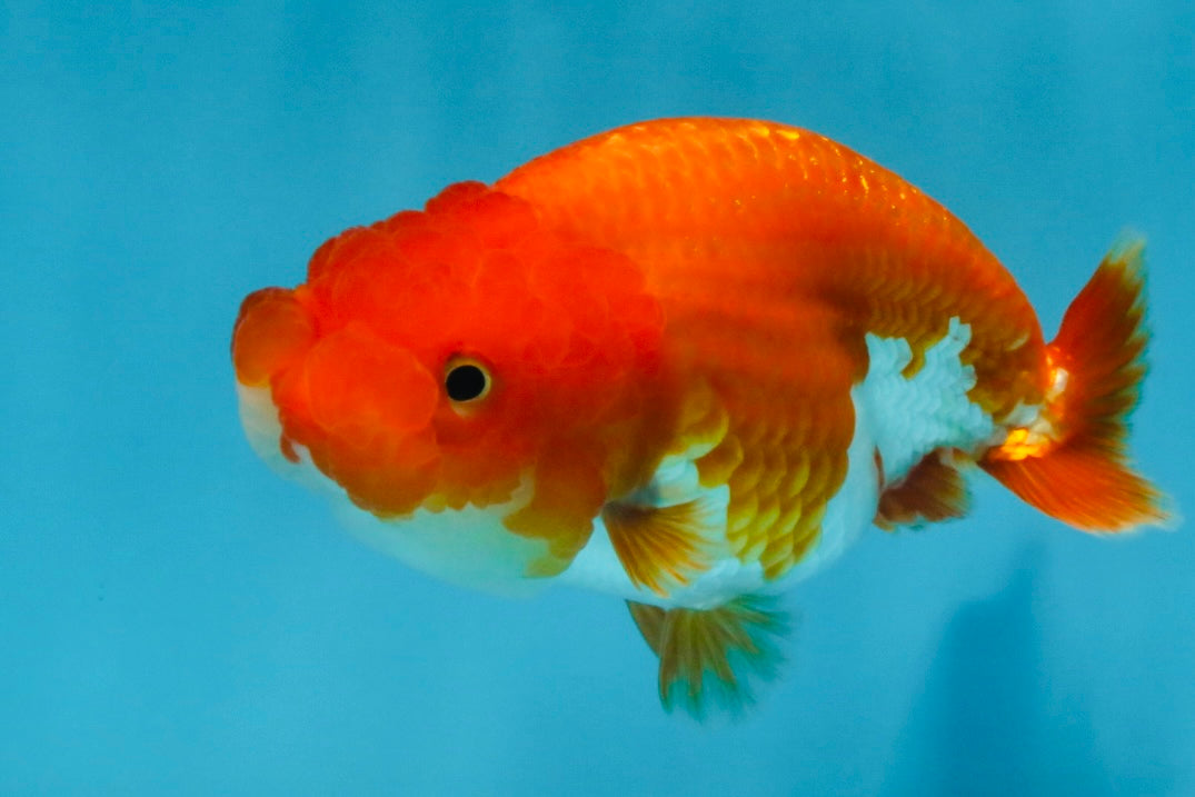 A Grade Red White LionQueen 4 inches #112825LC_04