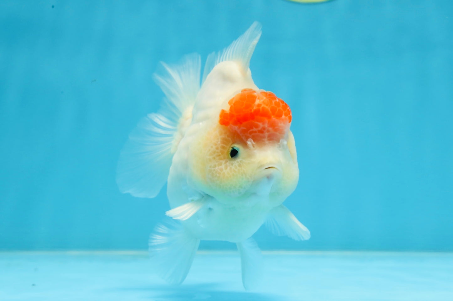 AAA Grade Tancho Sakura Yuanbao Male 4-4.5 inches #101025YB_31