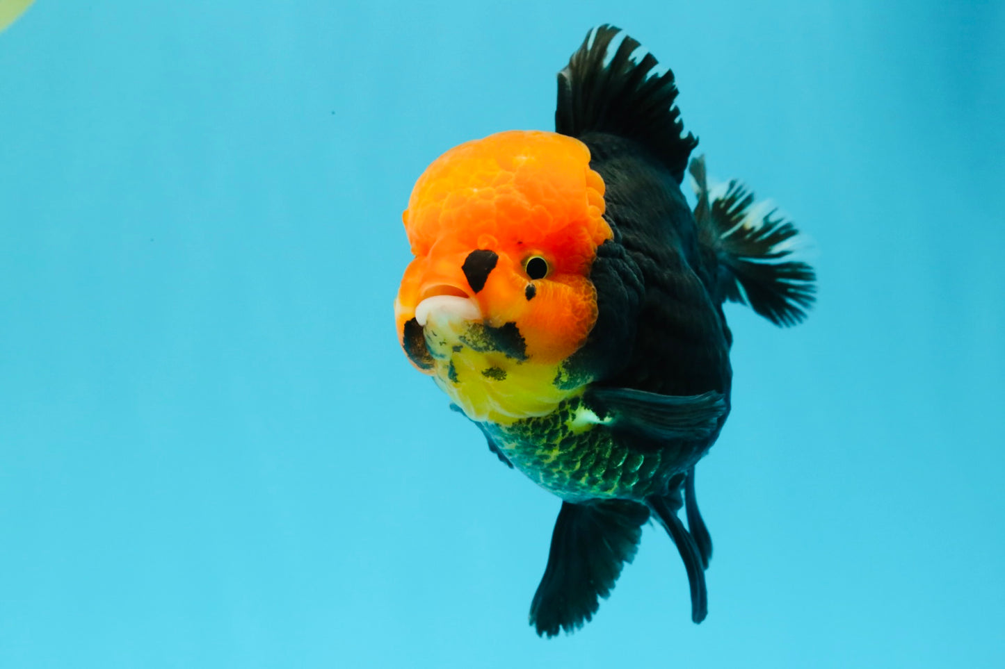 A Grade Red Head Tricolor Oranda Male 5.5-6 inches #030626OR_25