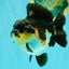 BATMAN AAA Grade Tricolor Yuanbao Male 4.5-5 inches #061926YB_33