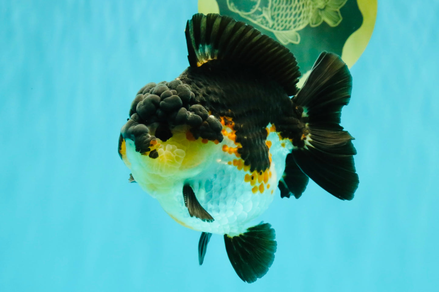 BATMAN AAA Grade Tricolor Yuanbao Male 4.5-5 inches #061926YB_33