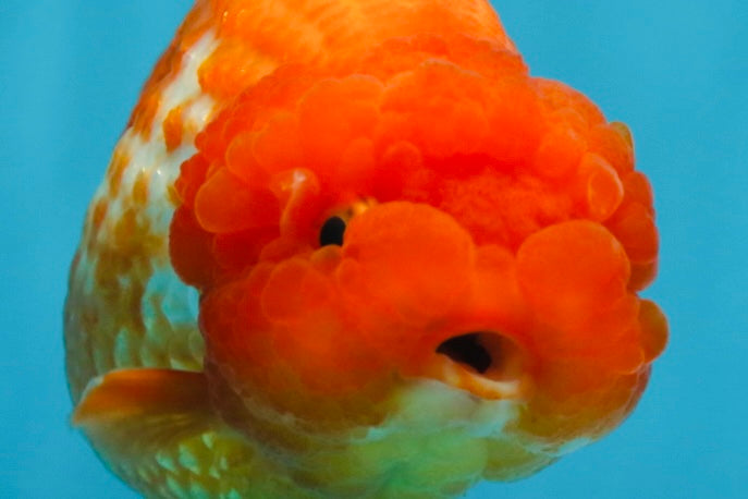 A Grade FLUFFY Red White LionQueen 5 inches #091925LC_24