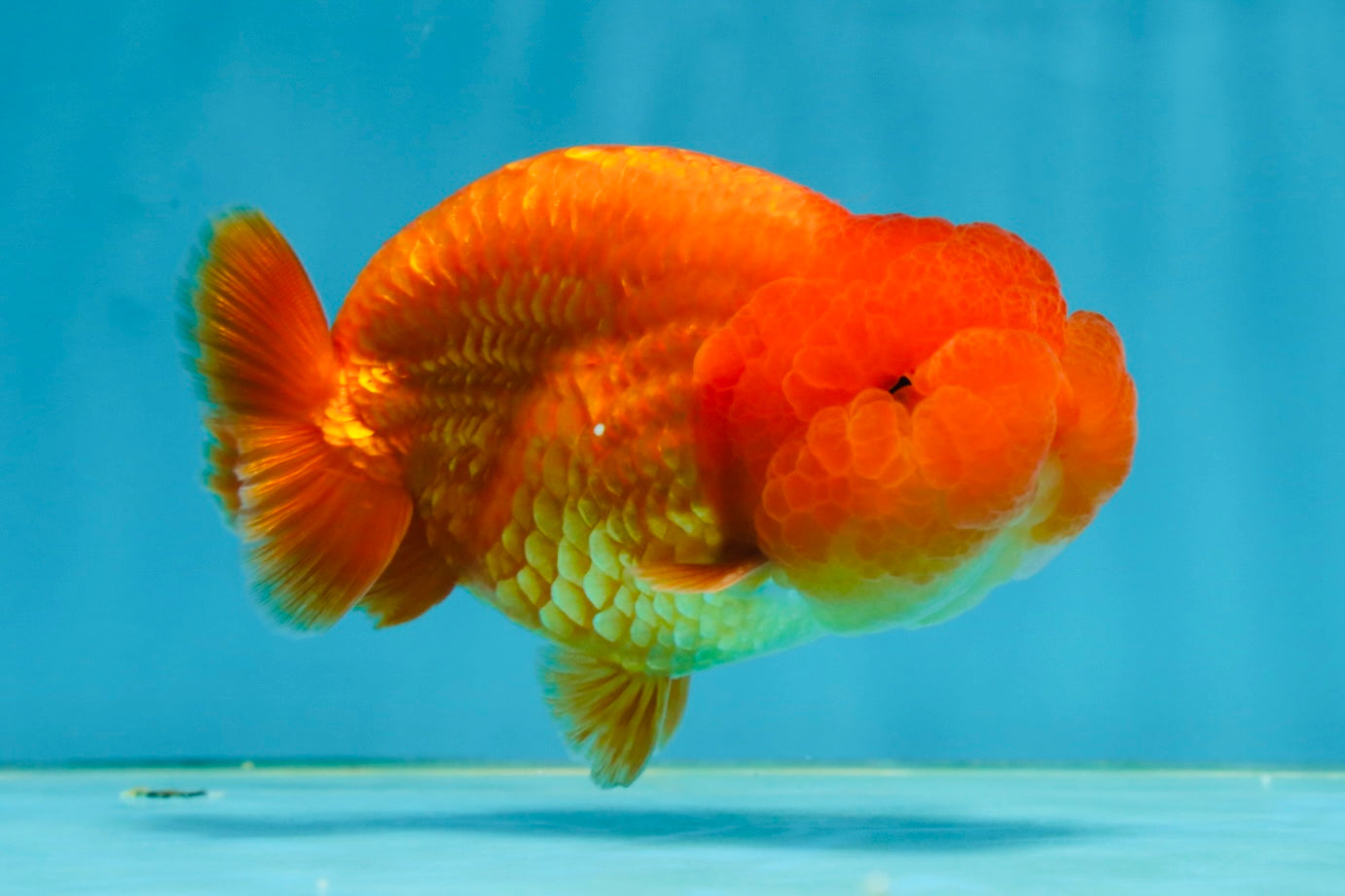 A Grade Solid Red LionKing 4 inches #062725LC_01