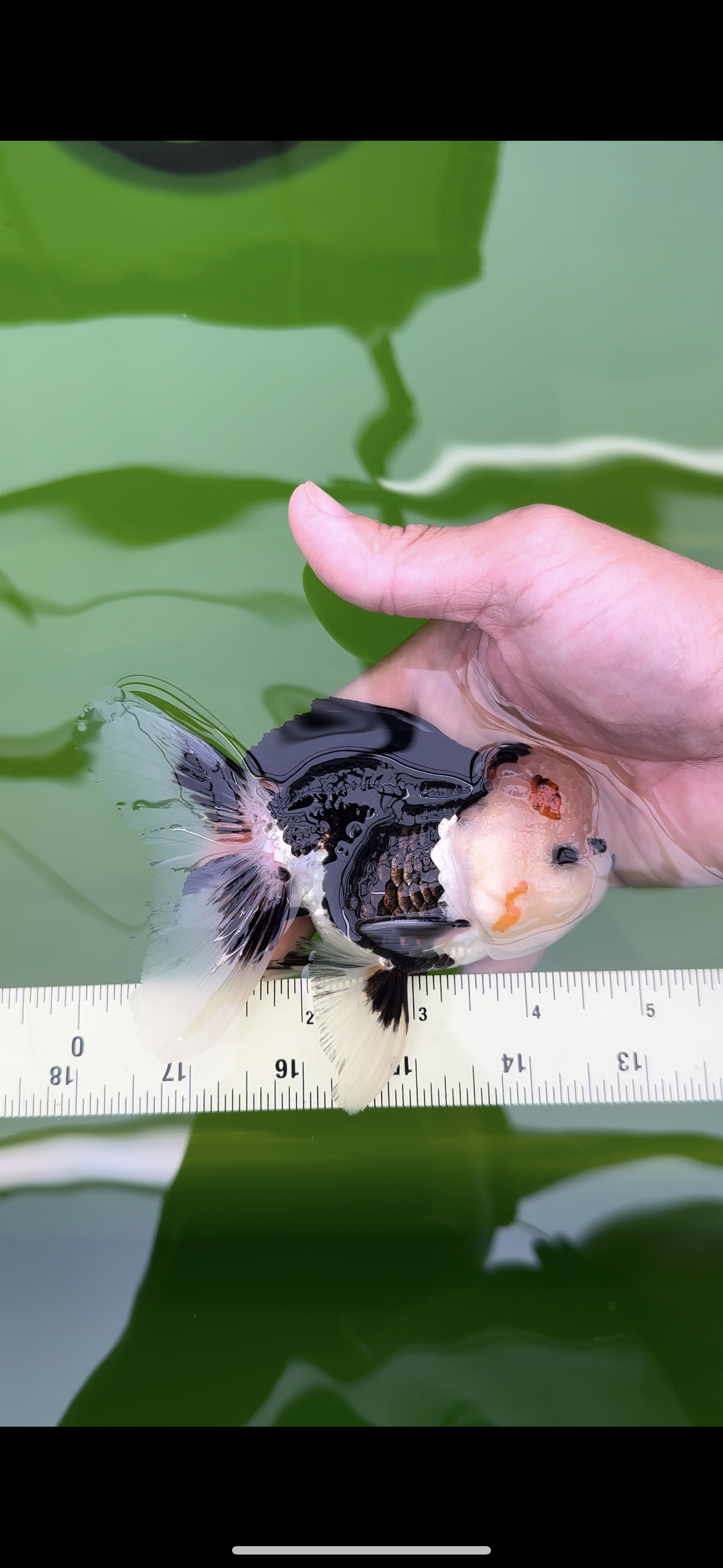 AAA Grade Bear Tricolor Oranda Male 4.5-5 inches #0503OR_13