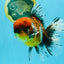 FLUFFY A Grade Calico Oranda Male 7 inches #041026OR_04