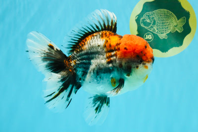 A Grade Godzilla Red Head Kirin Oranda Male 6-6.5 inches #031326OR_04