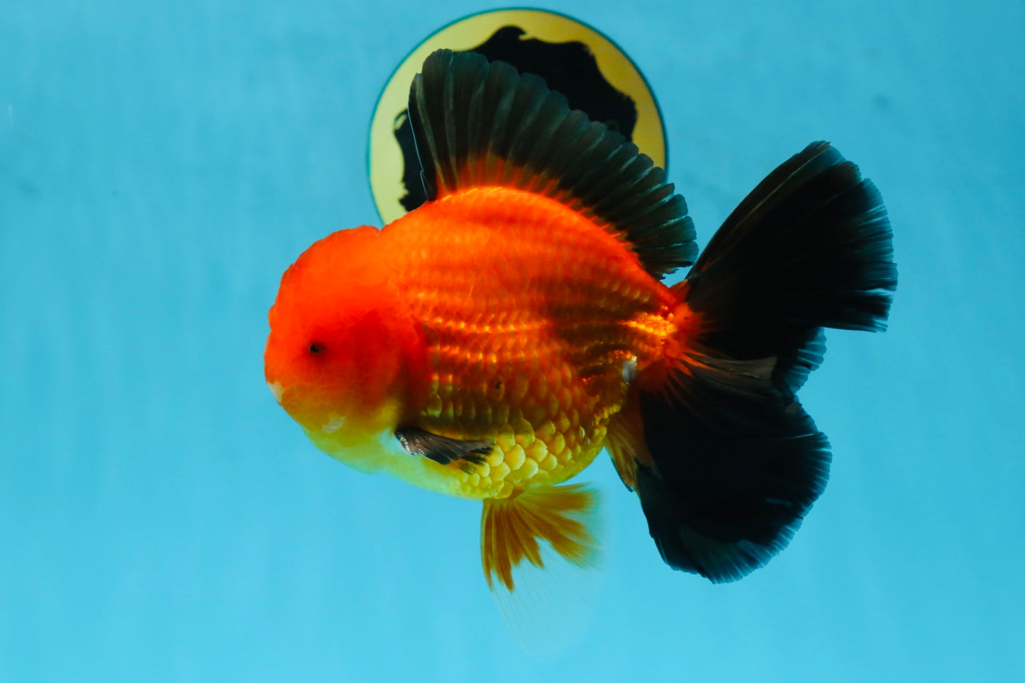 AAA Grade Godzilla Apache Oranda Male 5.5 inches #052325OR_01