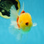 AAA Grade Sakura Oranda Male 4.5 inches #050925OR_52
