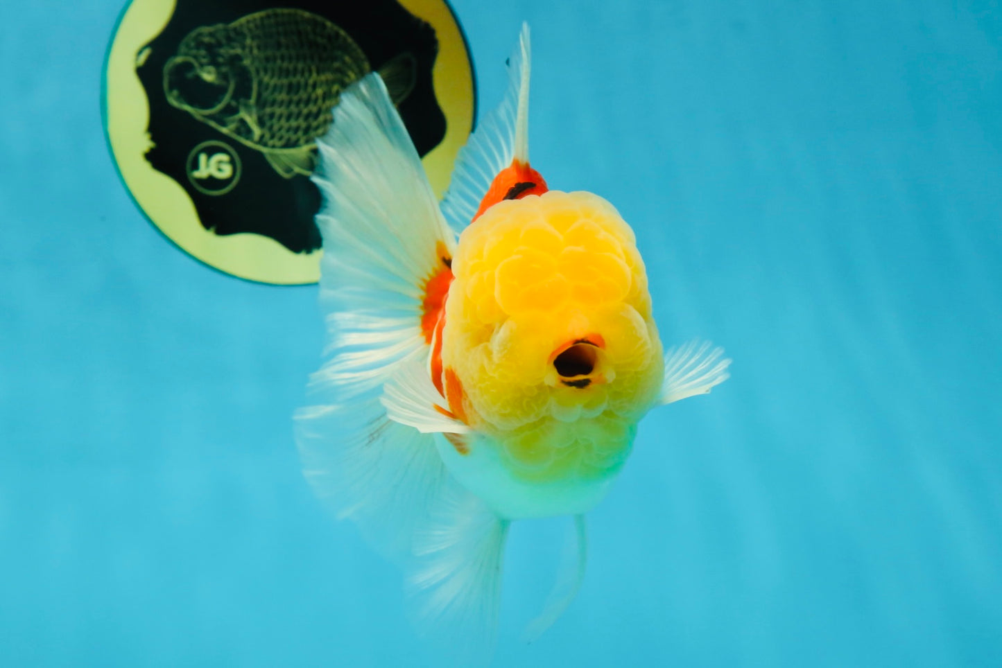 AAA Grade Sakura Oranda Male 4.5 inches #050925OR_52