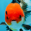 A Grade Tricolor Button Eyes Oranda Male 5 inches #080825OR_07