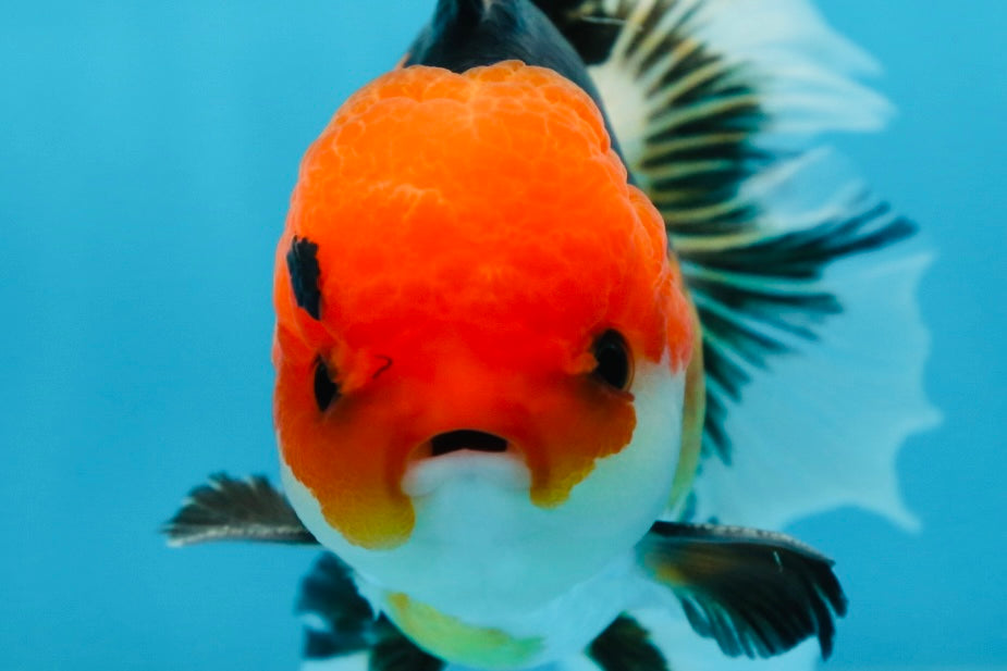 A Grade Tricolor Button Eyes Oranda Male 5 inches #080825OR_07