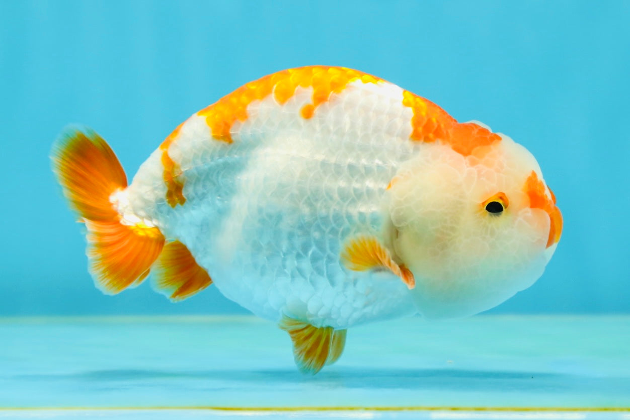 A Grade Kohaku LionKing 4.5 inches #050925LC_12