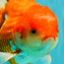 A Grade Red White Oranda Male 6-6.5 inches #100926OR_25