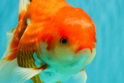 A Grade Red White Oranda Male 6-6.5 inches #100926OR_25