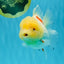 BEAUTY A Grade Red White Oranda Female 5.5 inches #040326OR_06