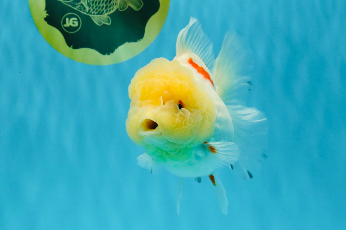 BEAUTY A Grade Red White Oranda Female 5.5 inches #040326OR_06