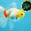 Red White Oranda Female 5.5 inches #111425OR_18