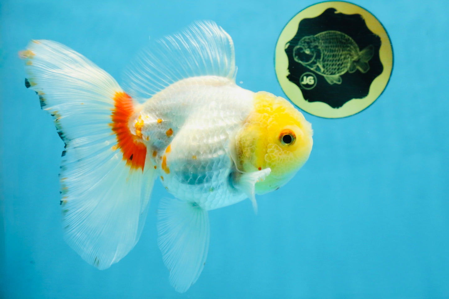 Red White Oranda Female 5.5 inches #111425OR_18