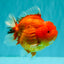TOMATO AAA Grade Red Sakura Yuanbao Male 5 inches #092526YB_11