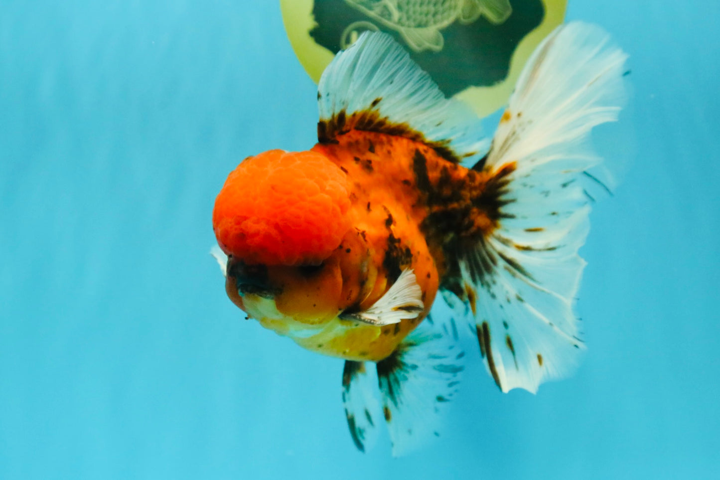 AAA Grade Sakura Long Tail Oranda Male 6.5 inches #030626OR_07