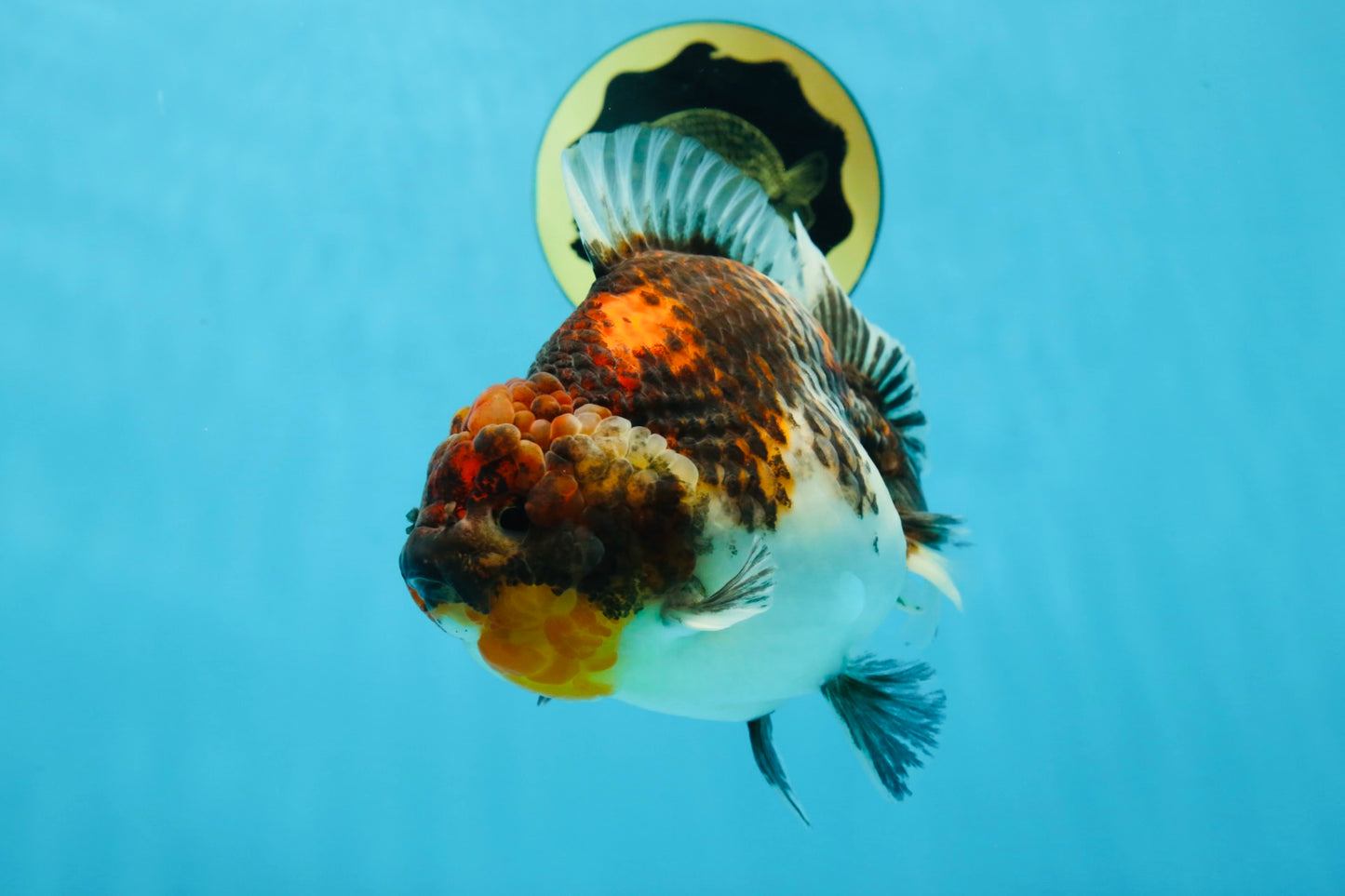 A Grade Godzilla Kirin Yuanbao Female 5.5-6 inches #053025YB_02