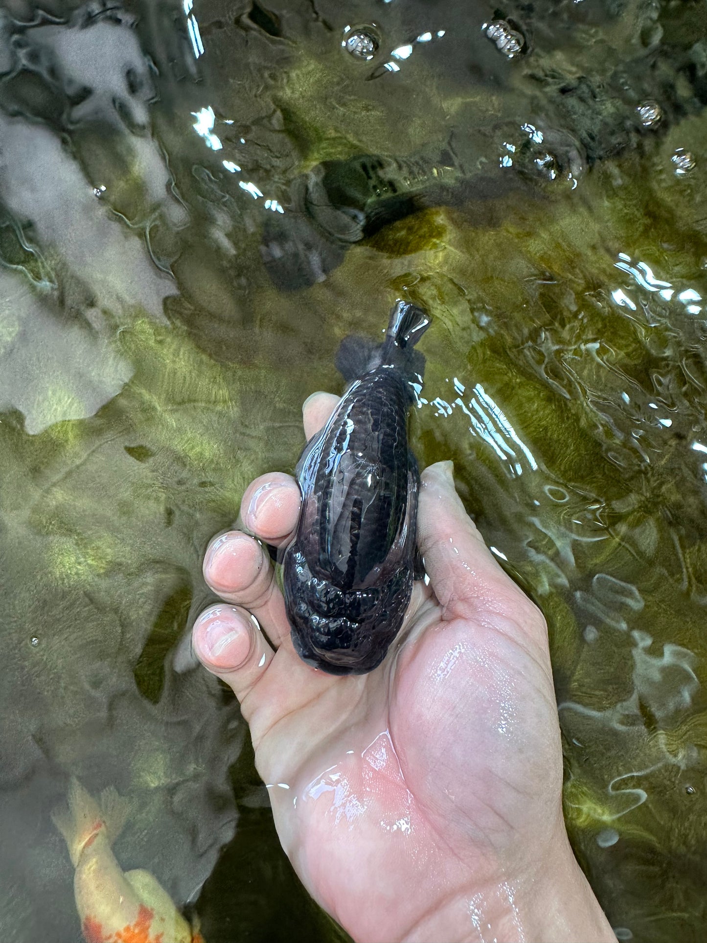 AAA Grade Black Blue LionQueen 4-4.5 inches #051625LC_03