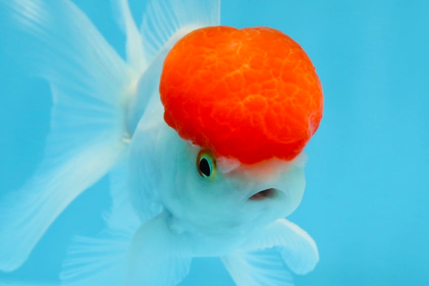 Oranda macho de gorra roja de grado A de 4 pulgadas n.° 0906OR_26