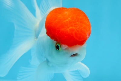 Oranda macho de gorra roja de grado A de 4 pulgadas n.° 0906OR_26