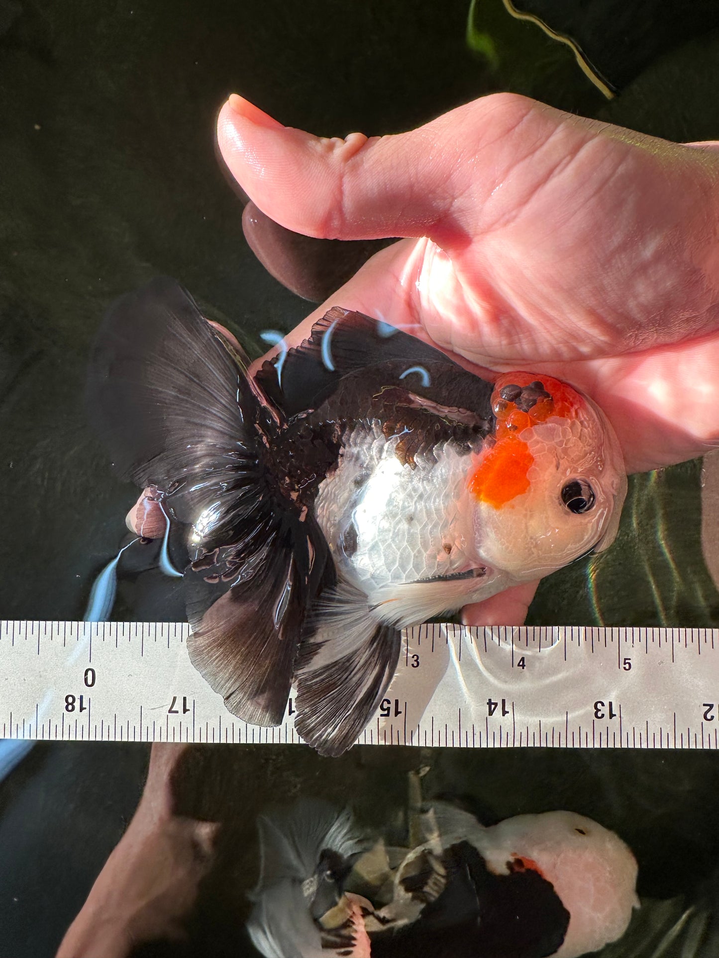 AAA Grade Special Button Eyes Tricolor Oranda Male 5 inches #110124OR_19