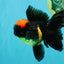 A Grade Tricolor Red Head Oranda Male 5-5.5 inches #041726OR_10