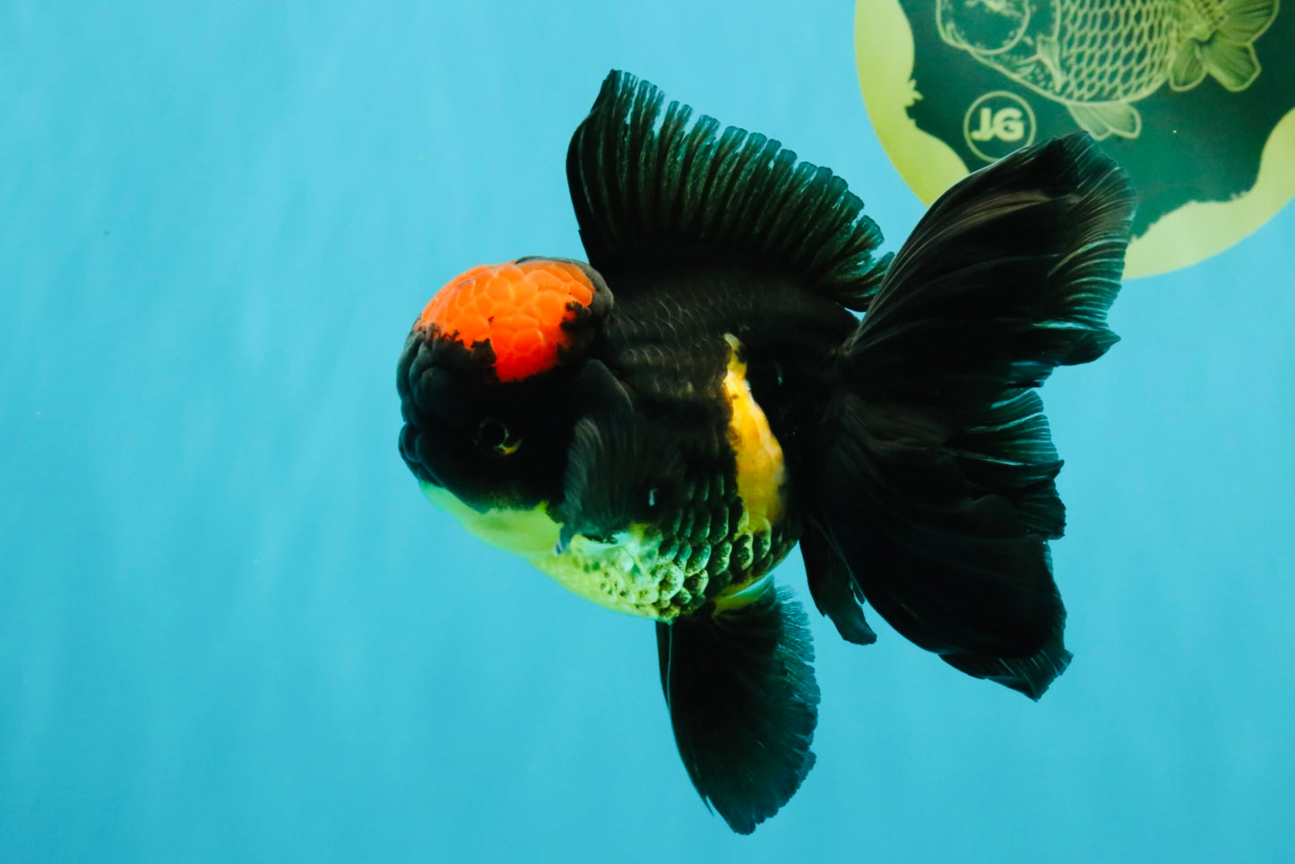 A Grade Tricolor Red Head Oranda Male 5-5.5 inches #041726OR_10